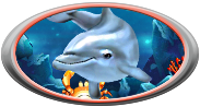 Dolphins pearl